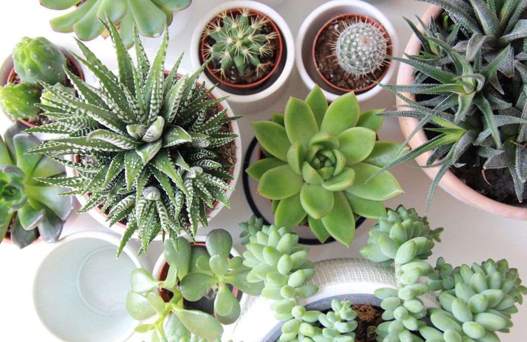 Green is the wedding colour trend for succulents 1