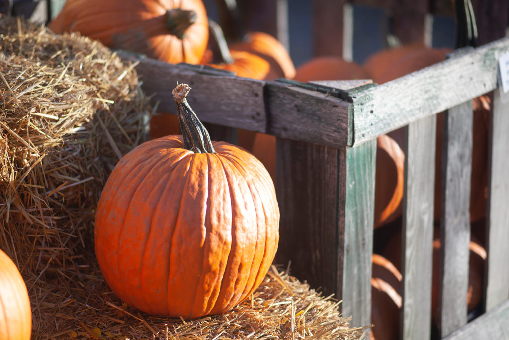 Autumn inspired wedding favours halloween pumpkins 2