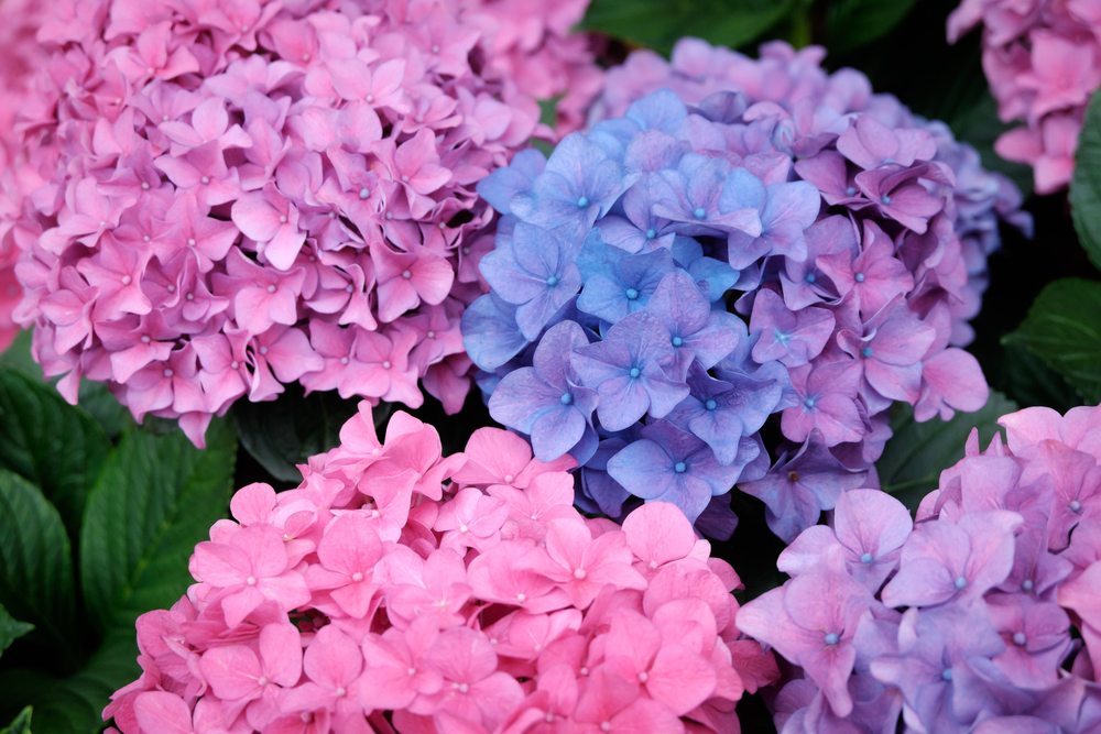 The Most Stunning Flowers for your Spring Wedding Hydrangea.jpg 1