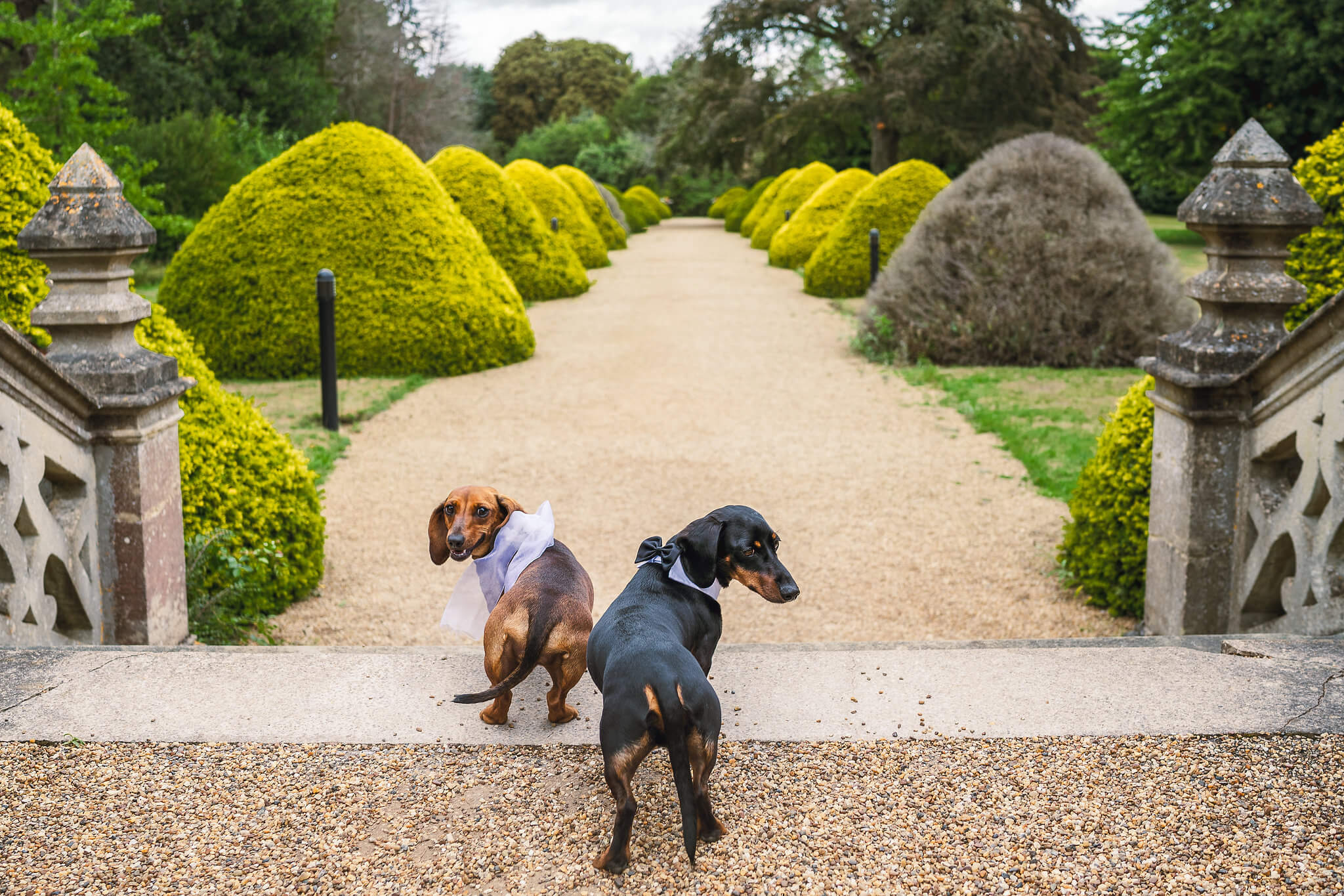 Dogs with the Yew Trees