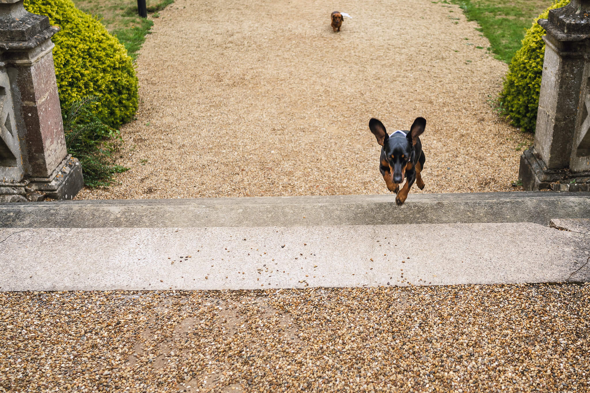 Sid in The Manor gardens