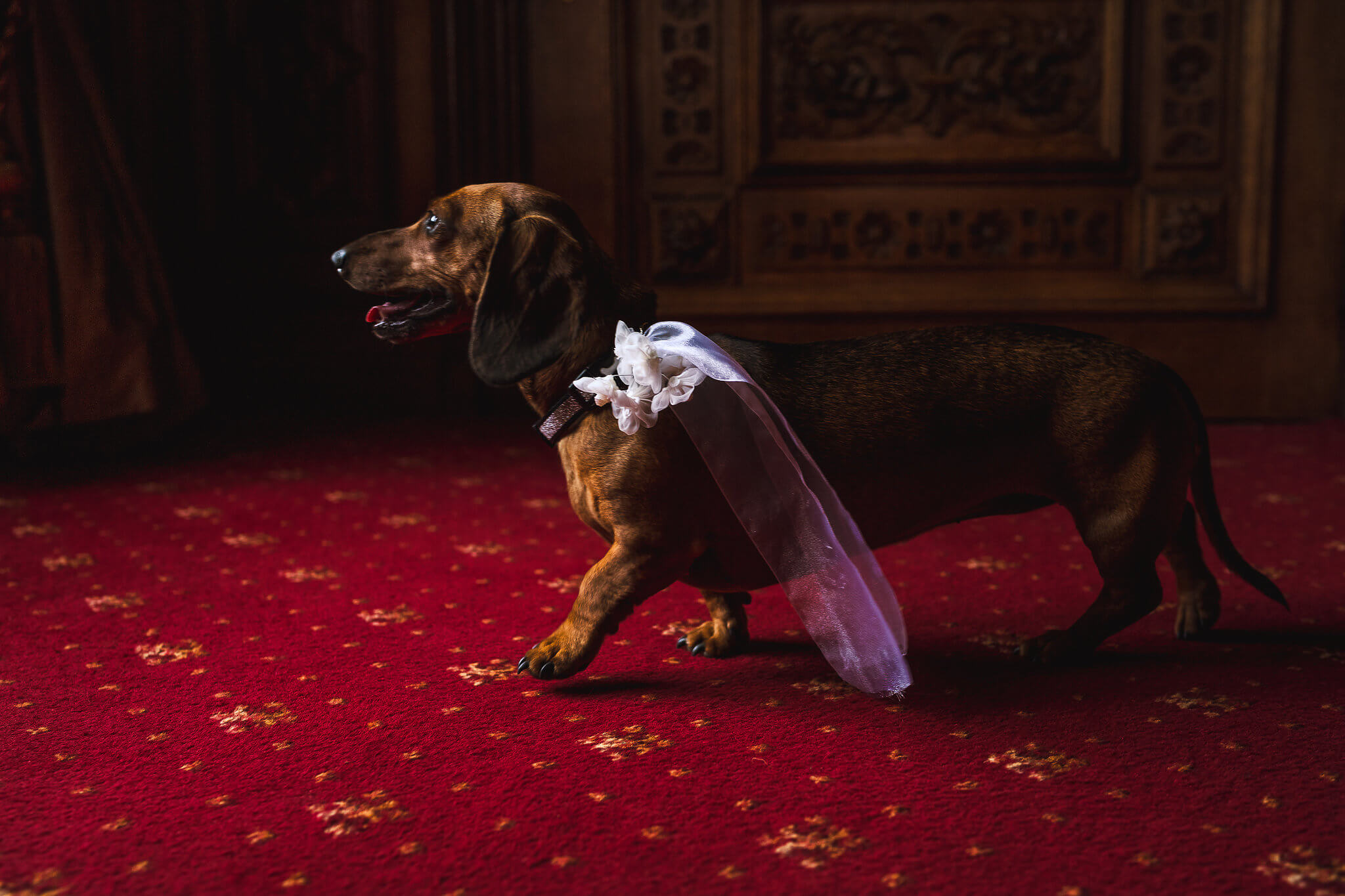 Sasha the dog in a pet friendly venue