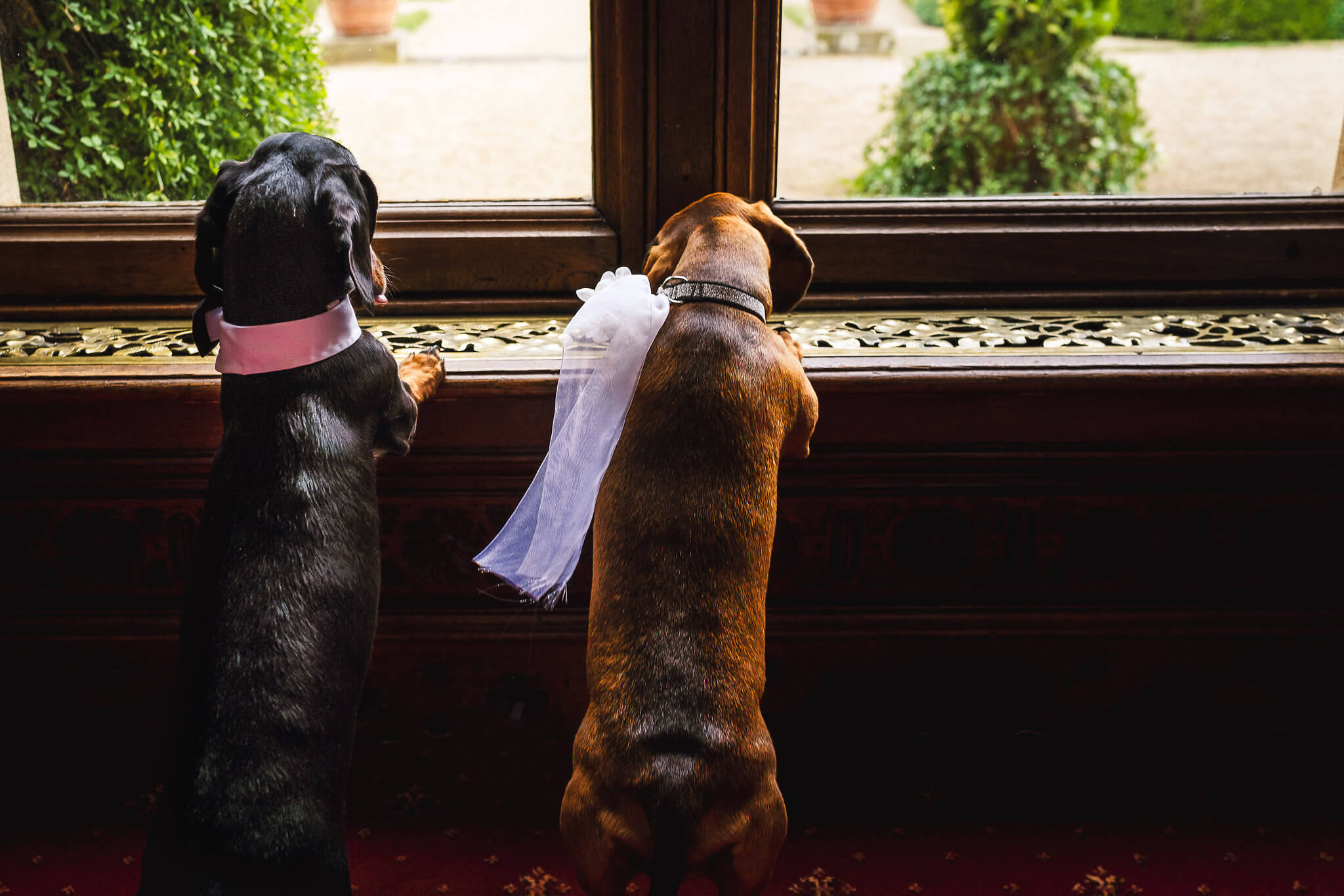 Dogs in a pet friendly venue