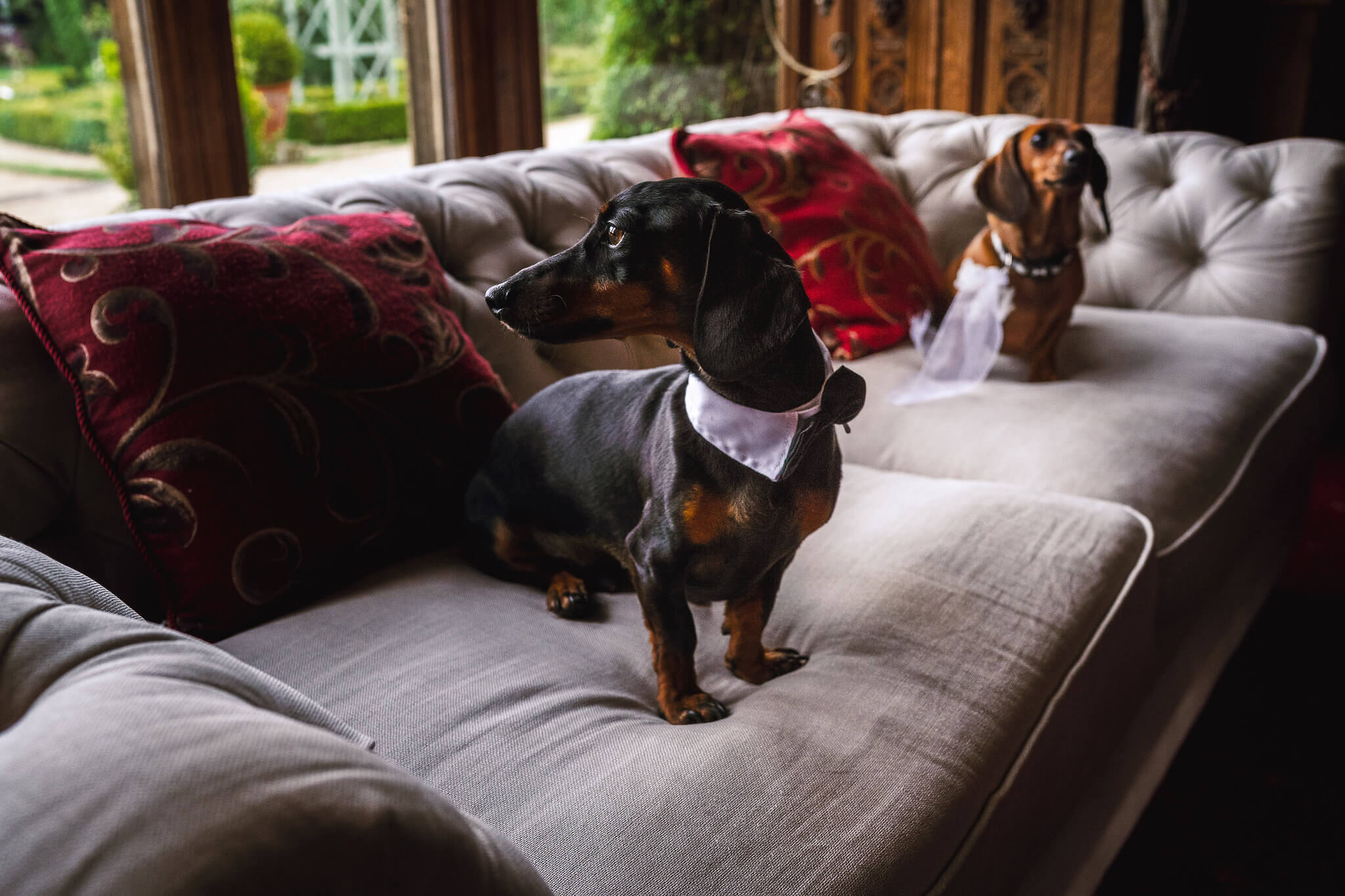 Pet friendly venue Library