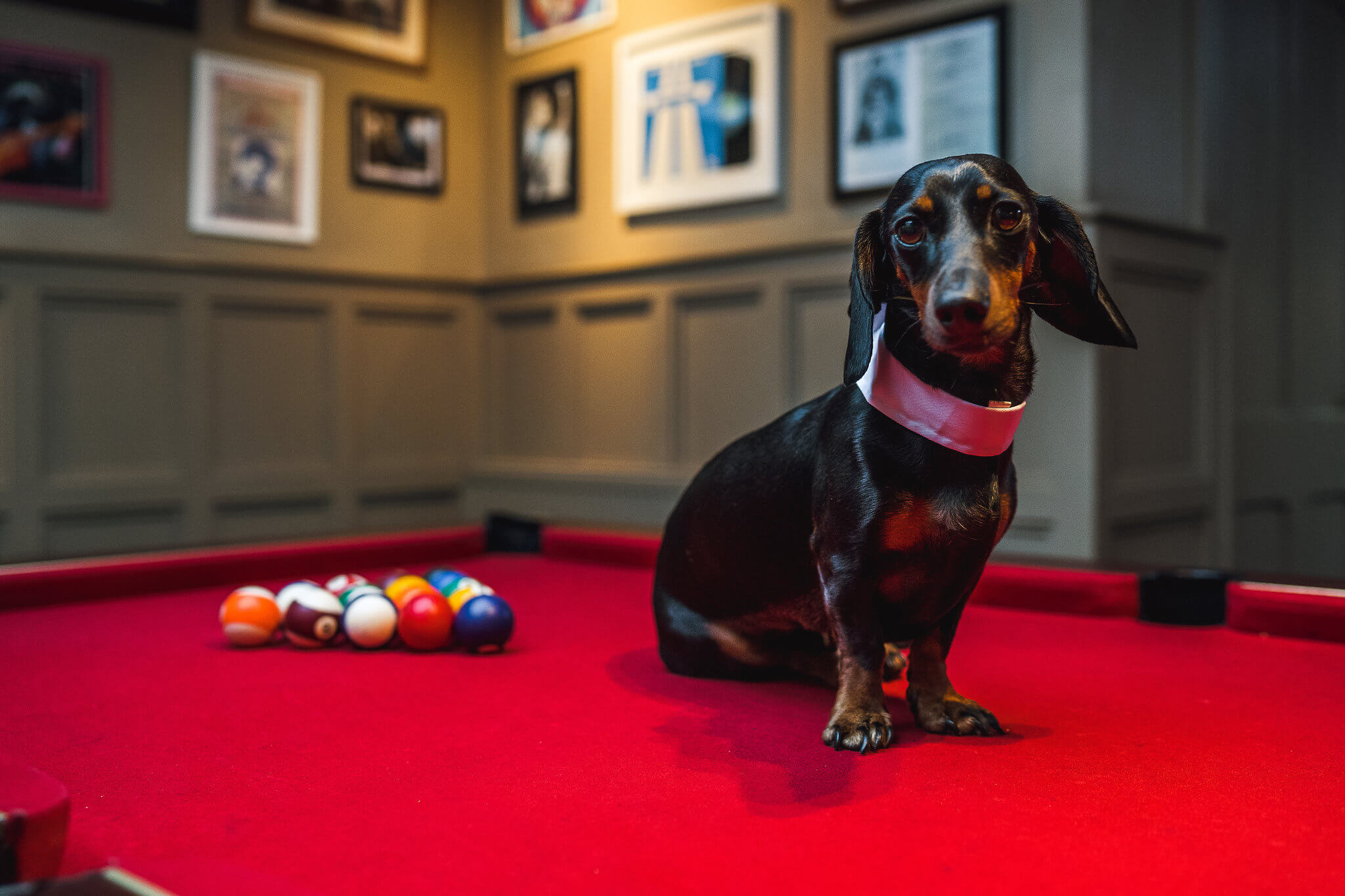 Dog with pool table