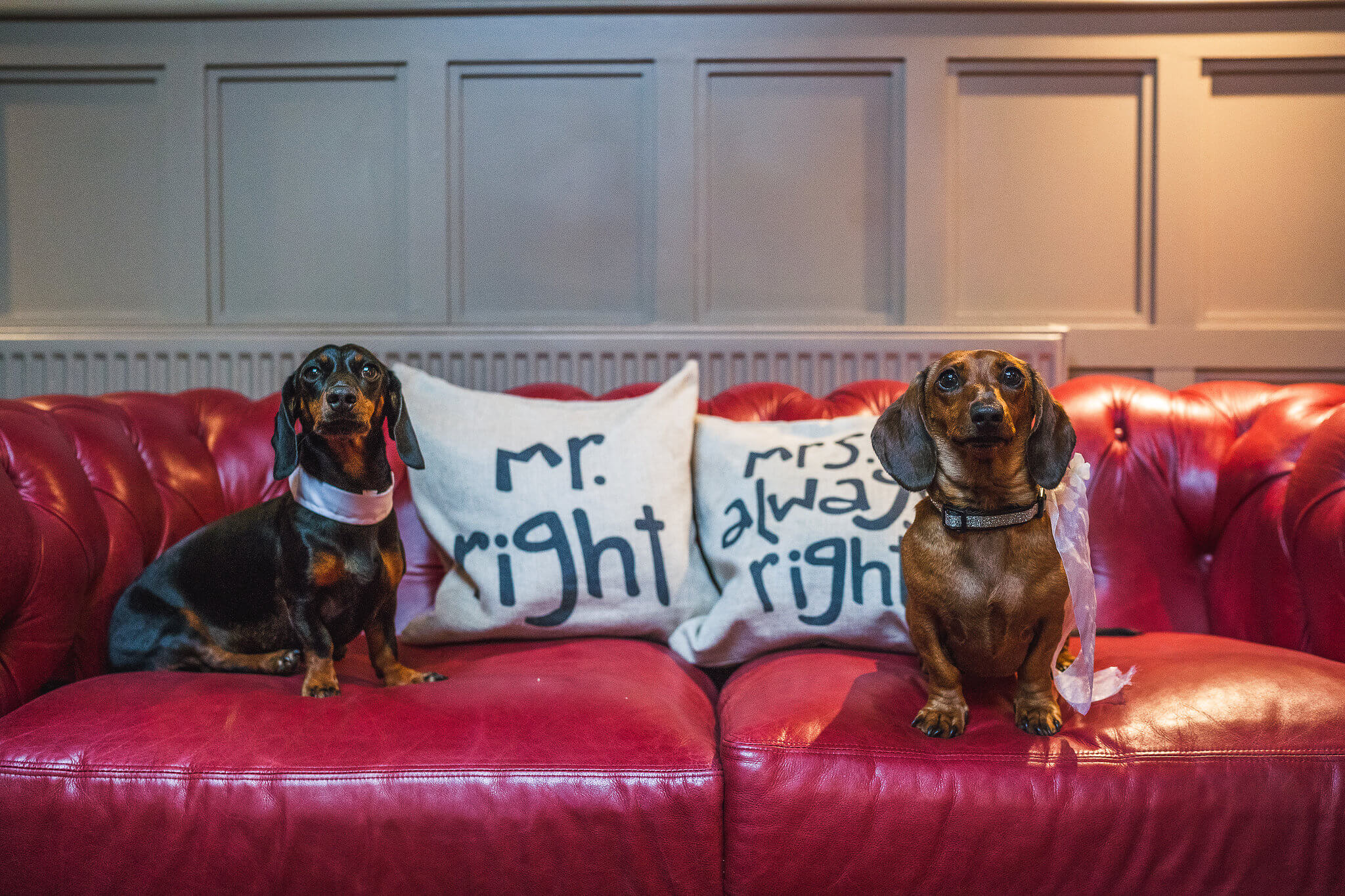 Dogs in The Manors Rock Bar